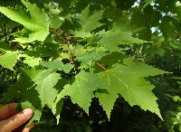 Acer rubrum image