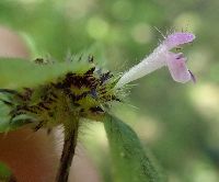 Galeopsis tetrahit image