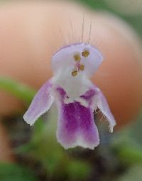 Galeopsis tetrahit image