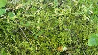 Stellaria media image
