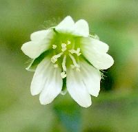 Stellaria media image