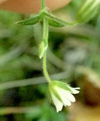 Stellaria media image