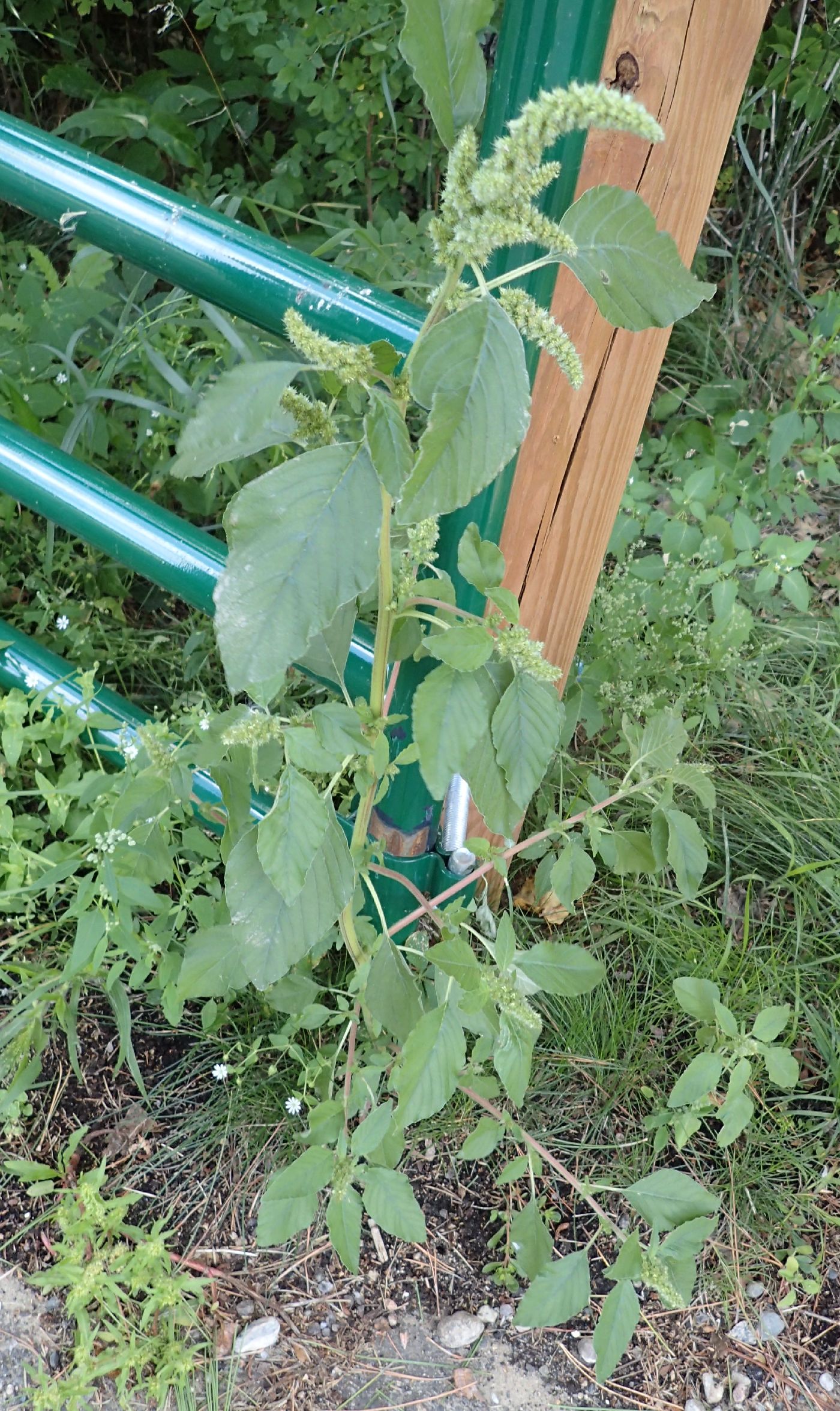 Amaranthus powellii image