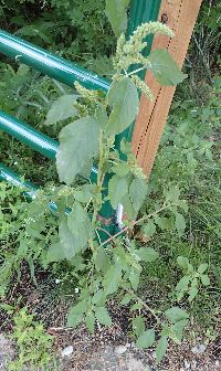 Media resource of Amaranthus powellii