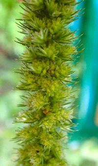 Amaranthus powellii image