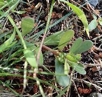 Portulaca oleracea image