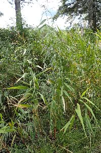 Phragmites australis subsp. americanus image