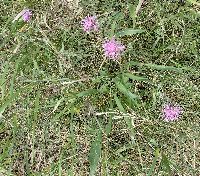 Centaurea stoebe image