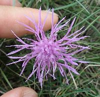 Centaurea stoebe image
