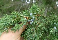 Juniperus virginiana image