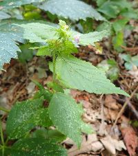 Galeopsis tetrahit image