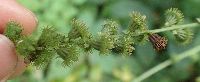 Agrimonia pubescens image