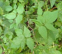 Rubus occidentalis image