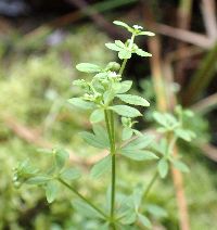 Galium tinctorium image