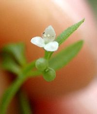 Galium tinctorium image