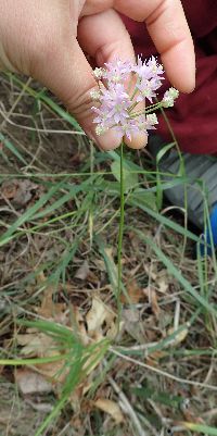 Thumbnail image of current specimen