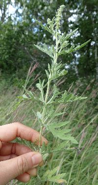 Ambrosia artemisiifolia image