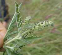 Ambrosia artemisiifolia image