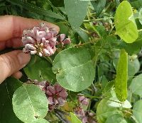 Apios americana image