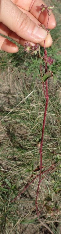 Mirabilis albida image