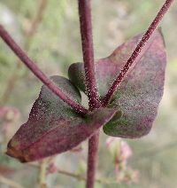 Mirabilis albida image