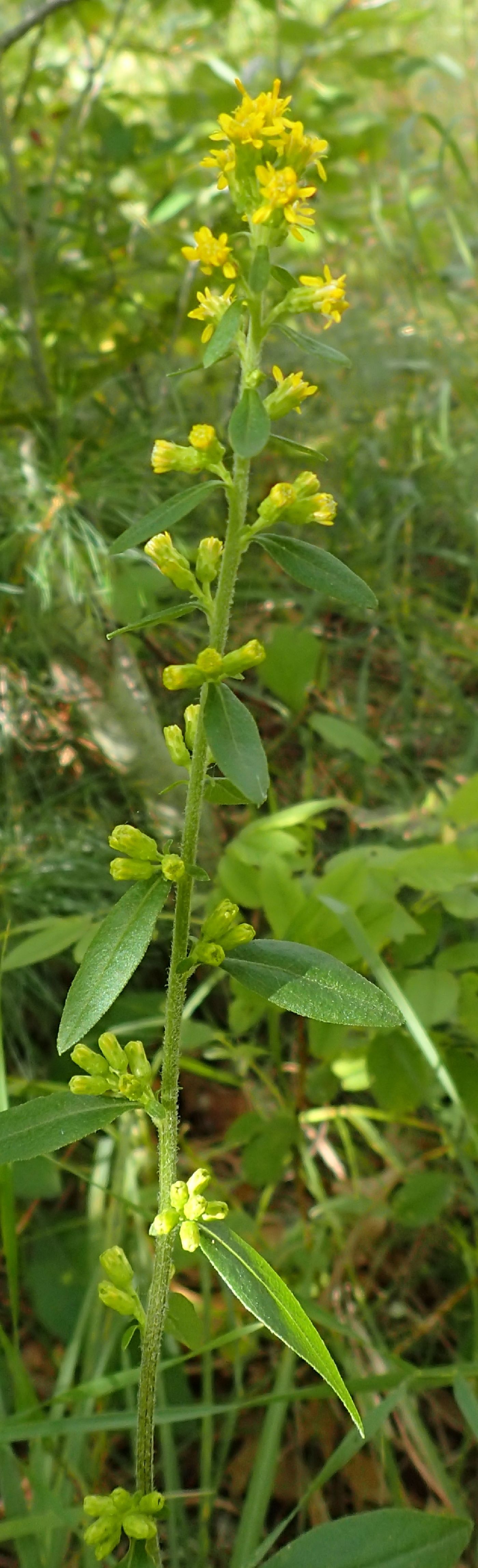 Solidago hispida image