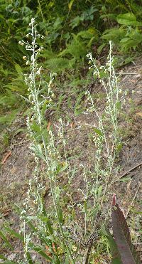 Artemisia absinthium image