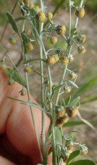 Artemisia absinthium image
