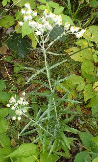 Anaphalis margaritacea image