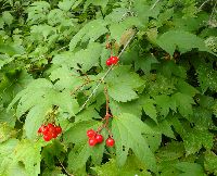 Viburnum opulus var. americanum image