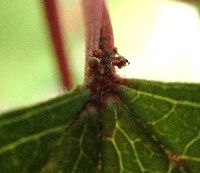 Viburnum opulus var. americanum image