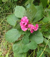 Dianthus barbatus image
