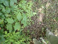 Phryma leptostachya image