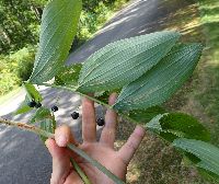 Polygonatum biflorum image