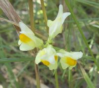 Linaria vulgaris image
