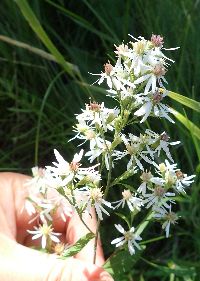 Symphyotrichum cordifolium image