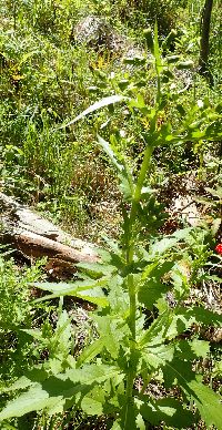 Erechtites hieraciifolius image