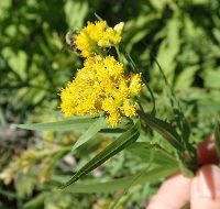 Euthamia graminifolia image