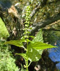 Scutellaria lateriflora image