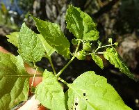 Media resource of Solanum ptychanthum