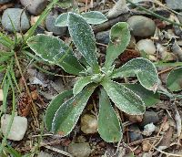 Antennaria neglecta image