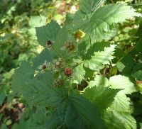 Rubus pensilvanicus image