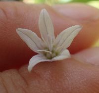 Campanula aparinoides image