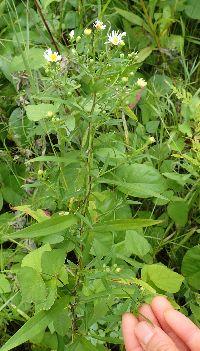 Symphyotrichum lanceolatum var. lanceolatum image