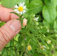 Symphyotrichum lanceolatum var. lanceolatum image