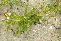 Potamogeton richardsonii image