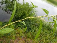Persicaria lapathifolia image