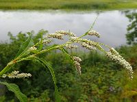 Persicaria lapathifolia image