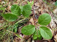 Pyrola asarifolia image