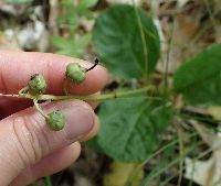 Pyrola asarifolia image